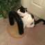 {petName}, a White with black patches Unknown Cat