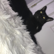 Image of lost pet: Shadow, a Black Domestic Shorthair Cat