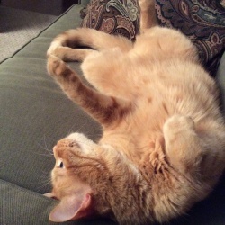 Linus, a Orange Tabby Domestic Shorthair Cat