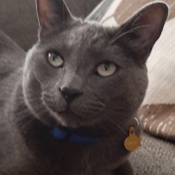 Milo, a Grey Dsh Cat