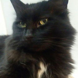 Rocky, a black with white chest patch Domestic Longhair Cat