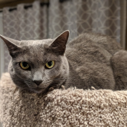 Lexi, a Grey Russian Blue Cat