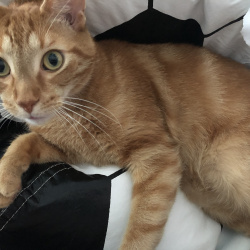 {petName}, a Orange Domestic Shorthair Cat