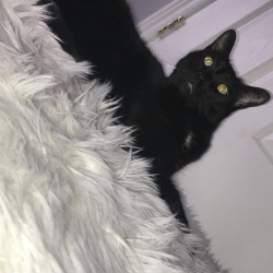 Shadow, a Black Domestic Shorthair Cat